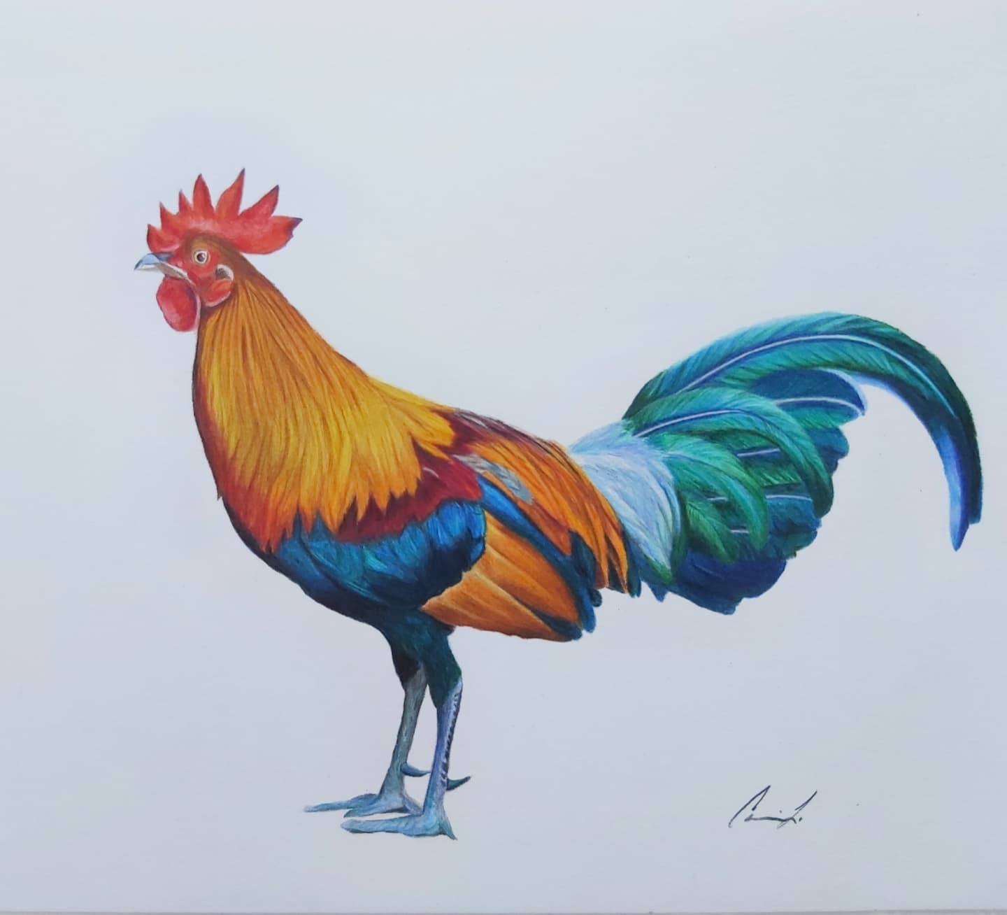 Rooster original colored pencil drawing – Carrieanne's Art