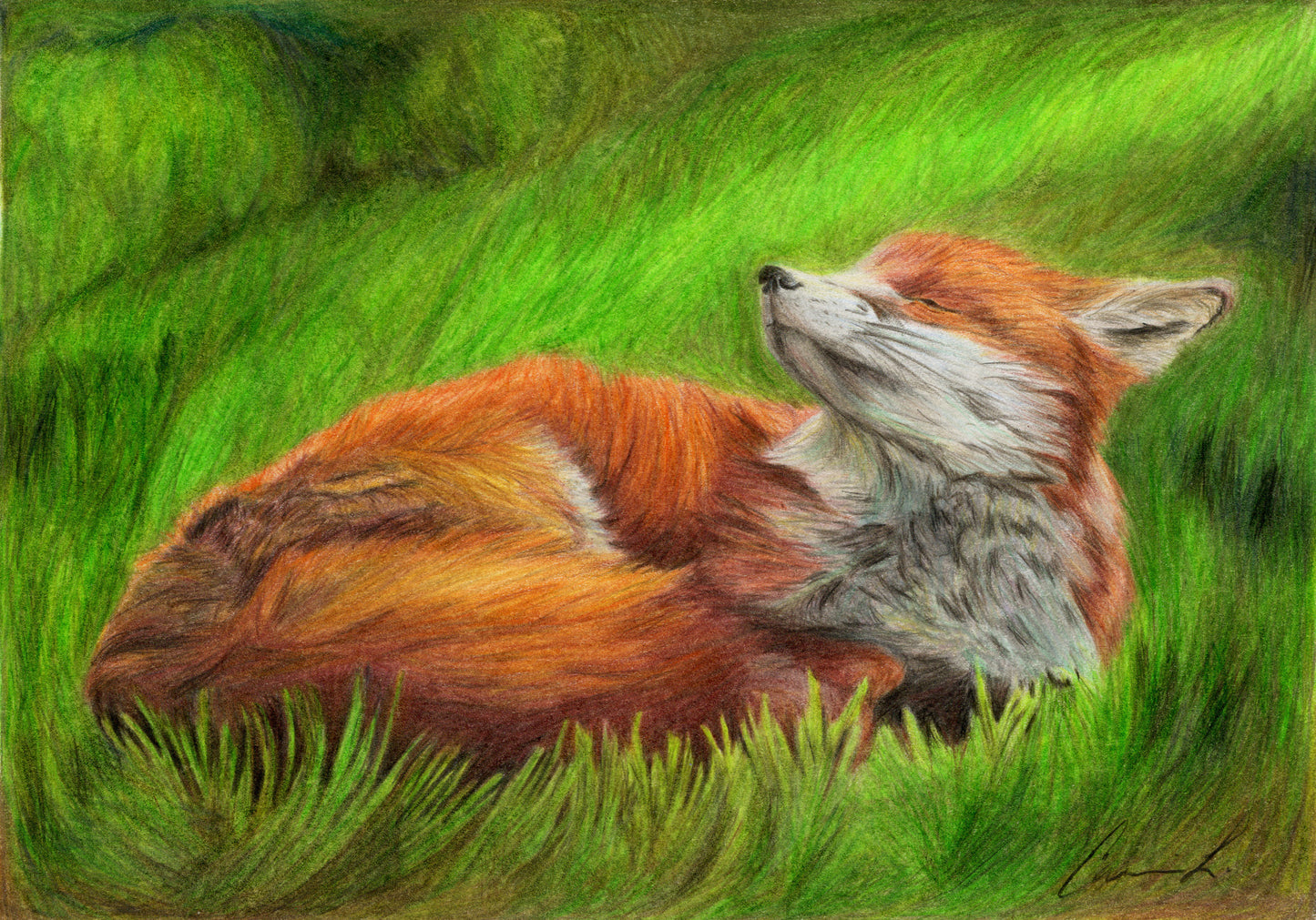 Red Fox colored pencil drawing reproduction