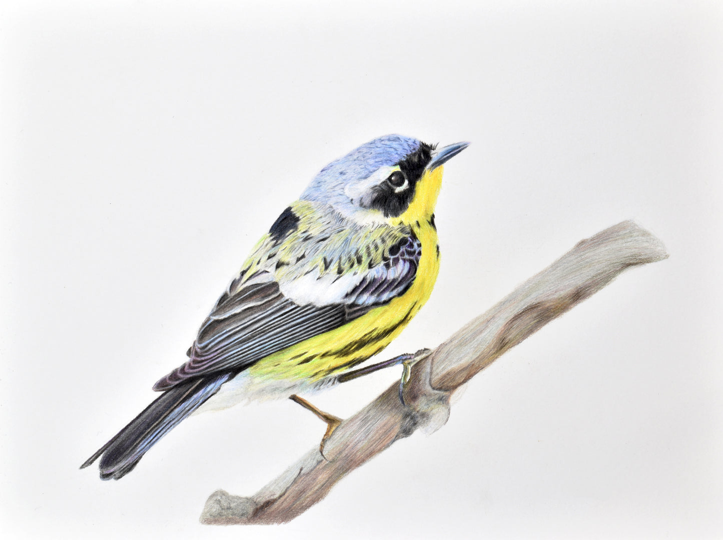 Magnolia Warbler colored pencil drawing reproduction