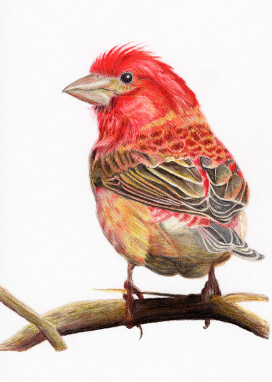 Robin colored pencil drawing - archival print
