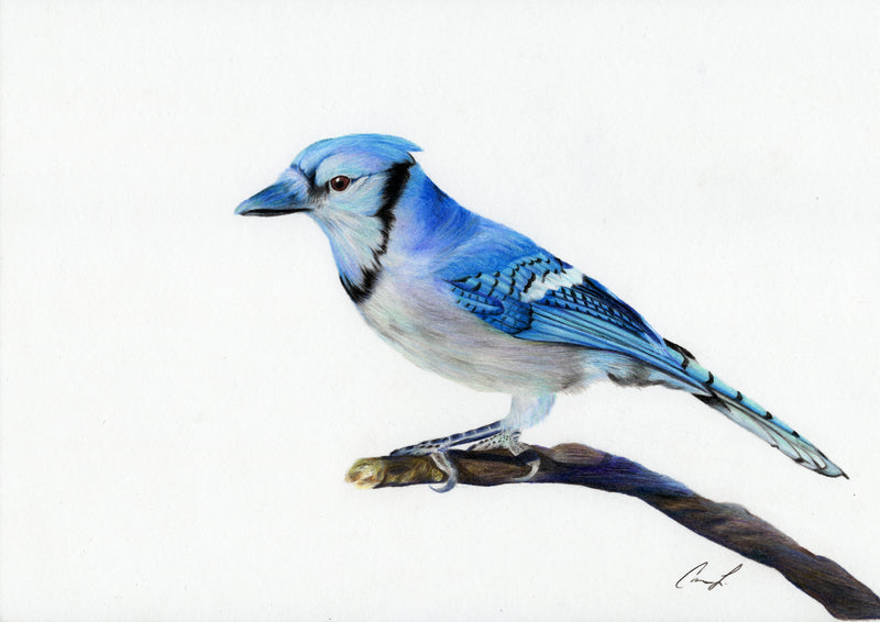 Blue Jay colored pencil drawing reproduction