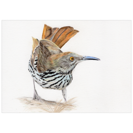 Long-billed Thrasher colored pencil drawing - archival print