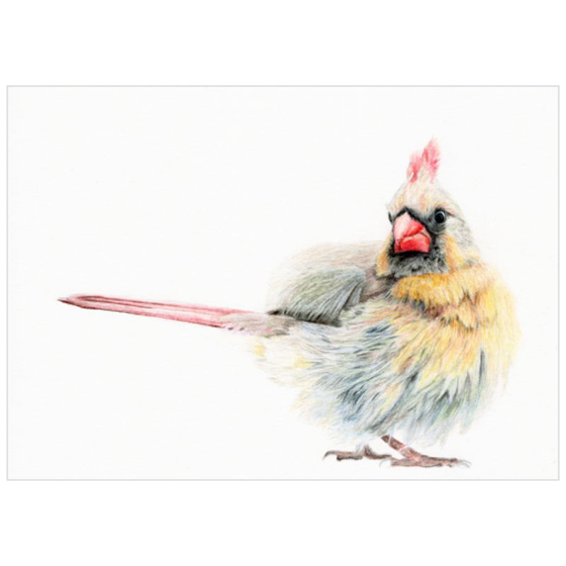 Female Cardinal Bathing colored pencil drawing reproduction