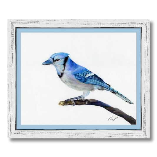 Blue Jay colored pencil drawing reproduction, matted and framed