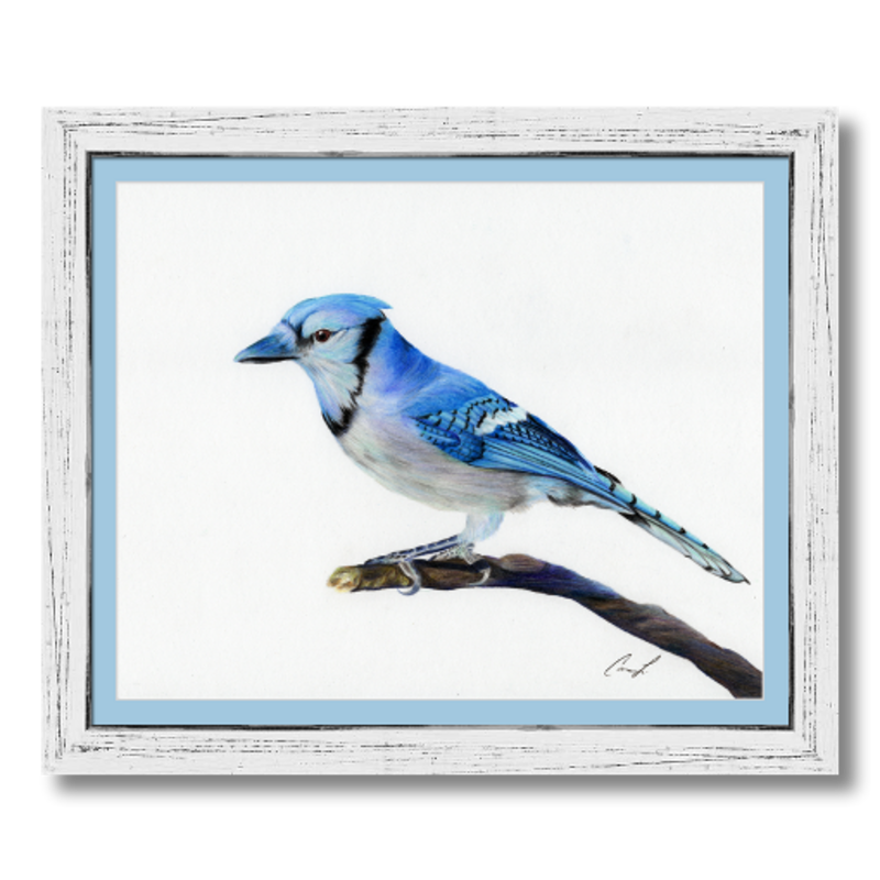 Blue Jay colored pencil drawing reproduction, matted and framed