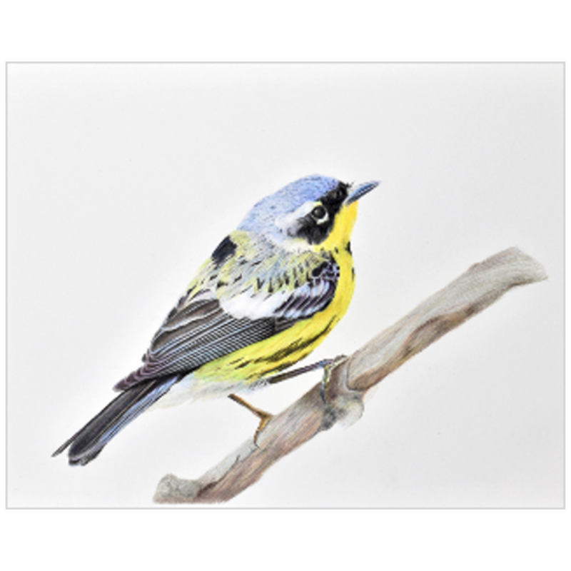 Magnolia Warbler colored pencil drawing reproduction