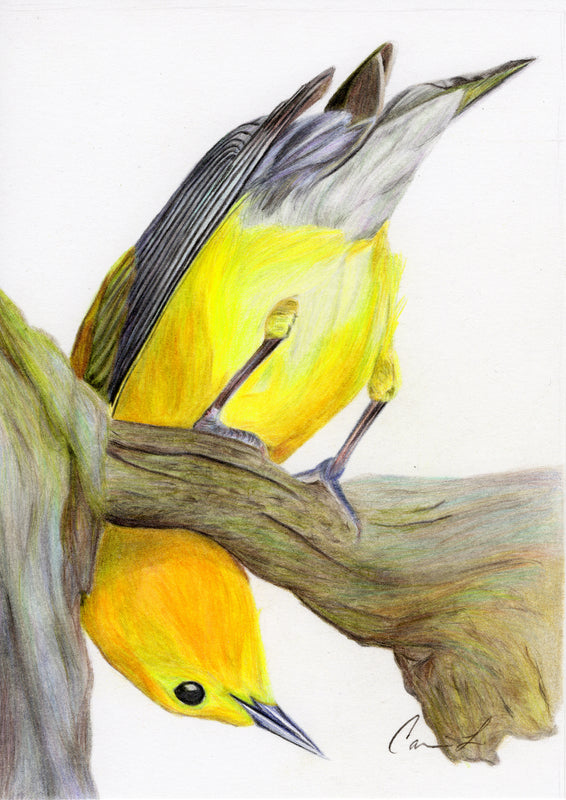 Goldfinch colored pencil drawing - archival print