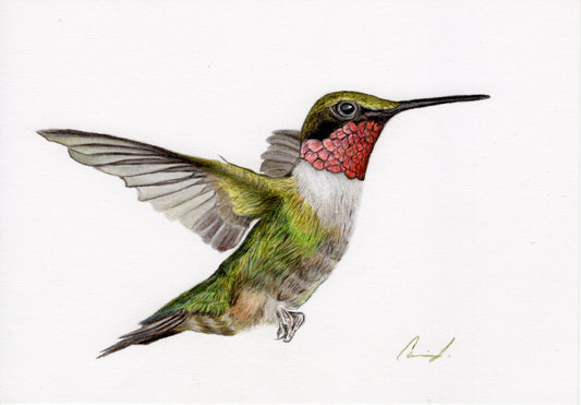 Hummingbird colored pencil drawing reproduction