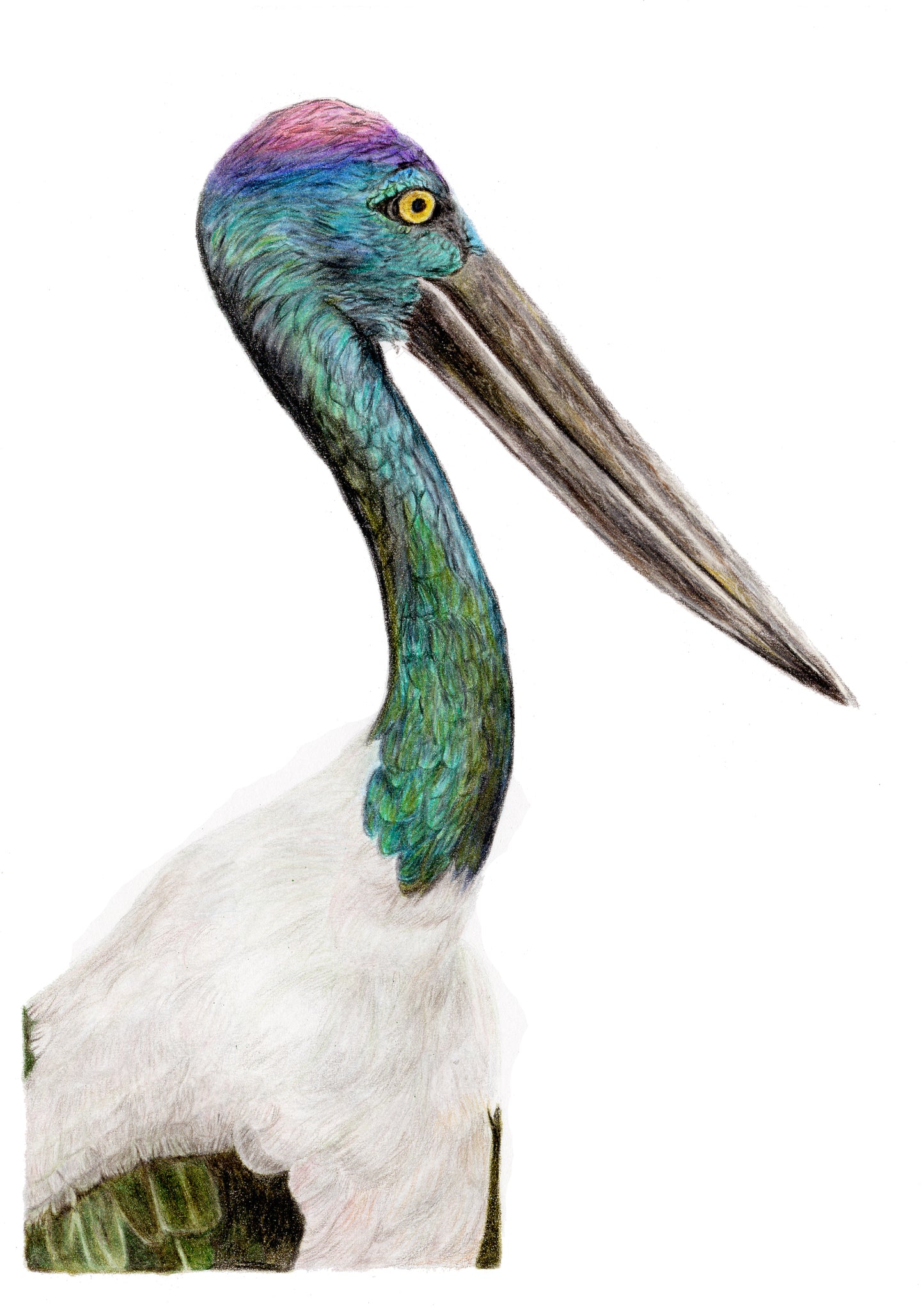 Ibis colored pencil drawing reproduction