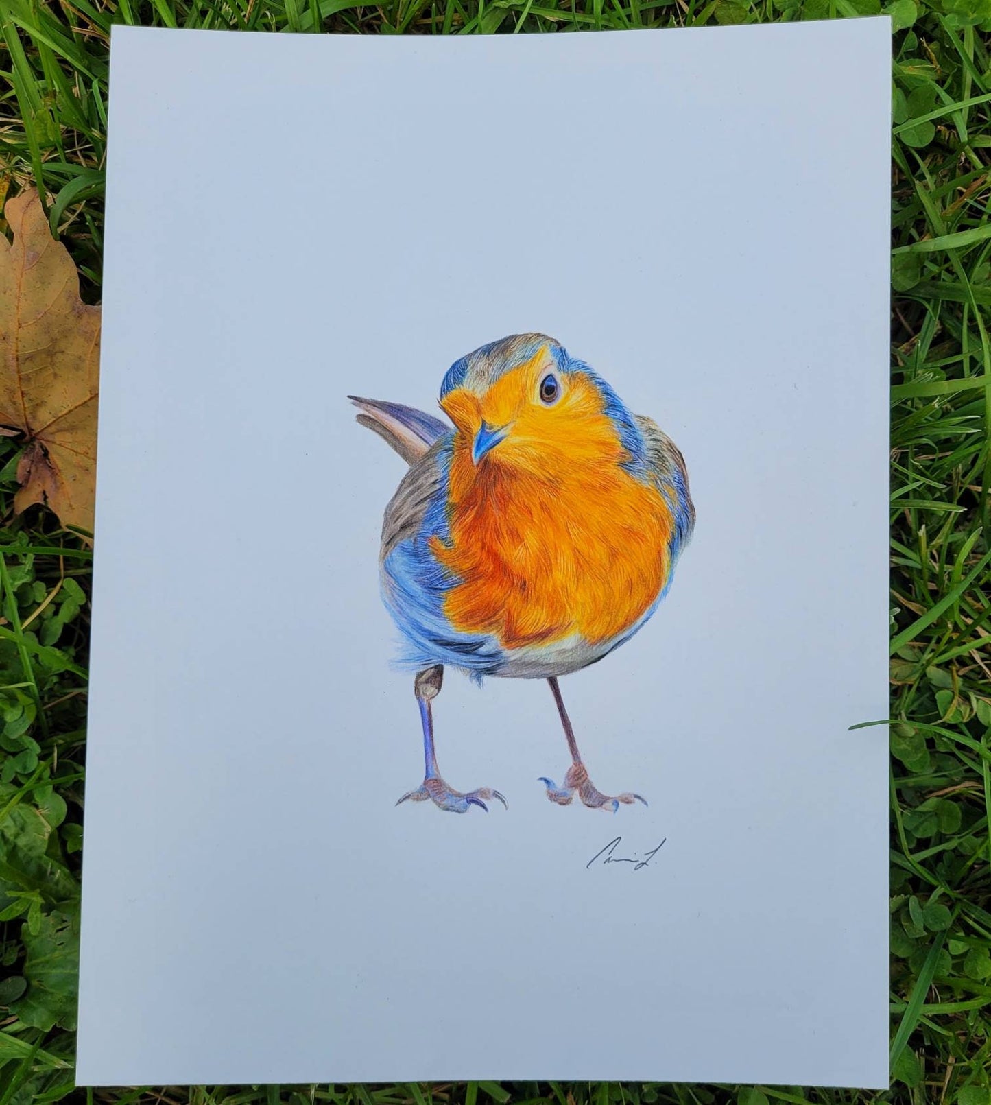 Sweet Little Robin original colored pencil drawing
