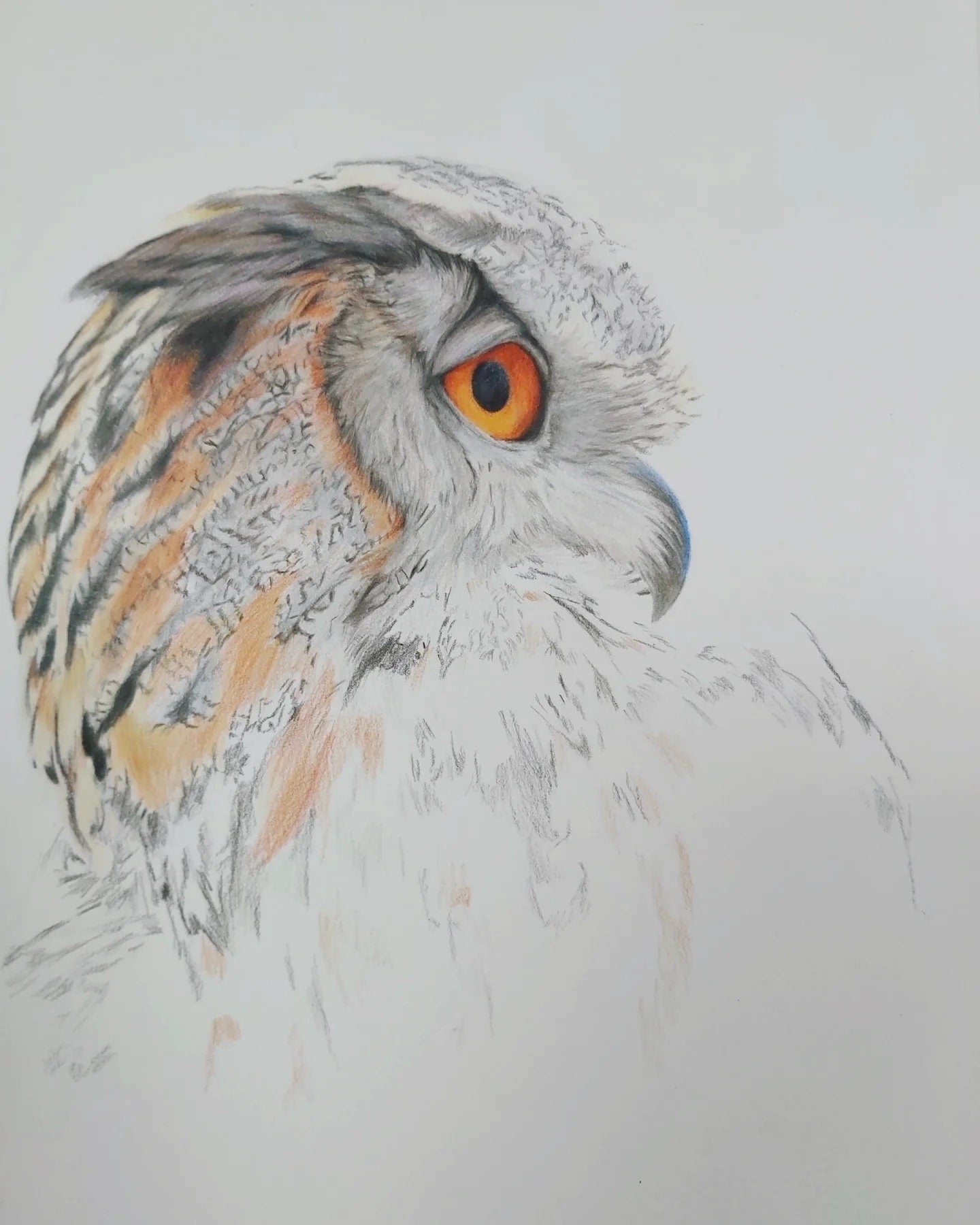 Owl original colored pencil and pastel drawing