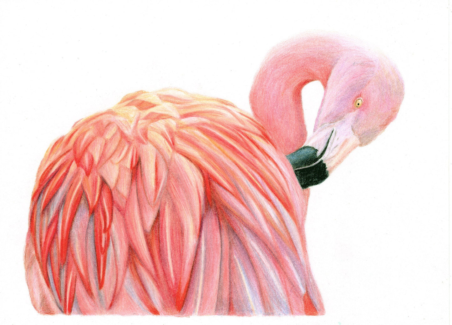 Flamingo original colored pencil drawing