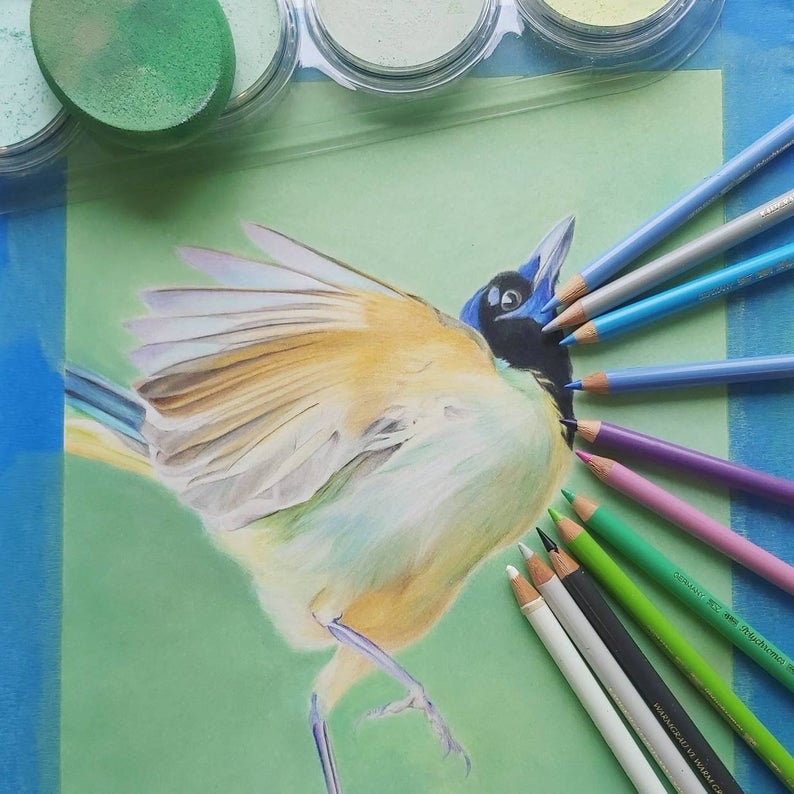 Green Jay original colored pencil and pastel drawing