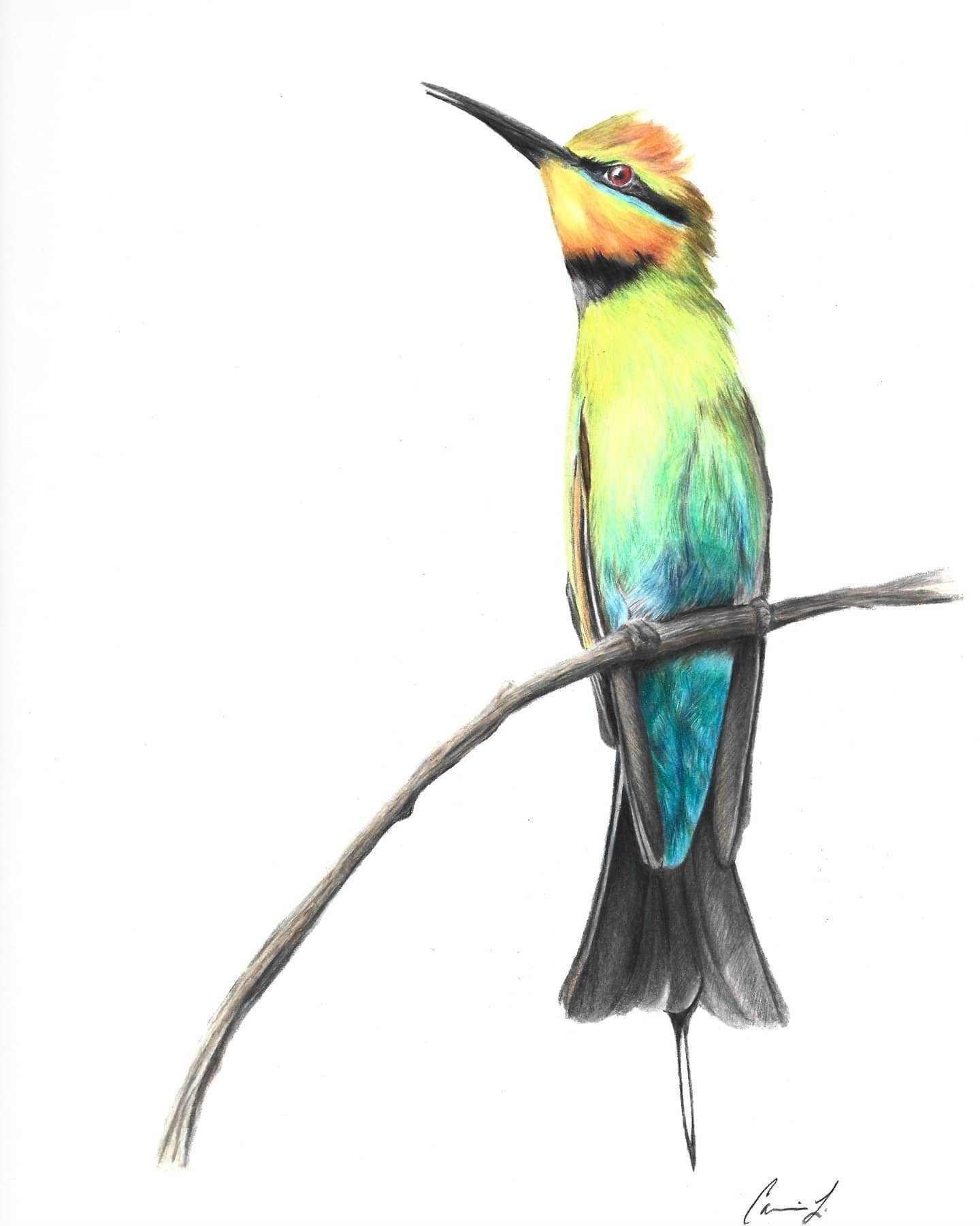 Rainbow Bee Eater original colored pencil drawing by artist Carrieanne