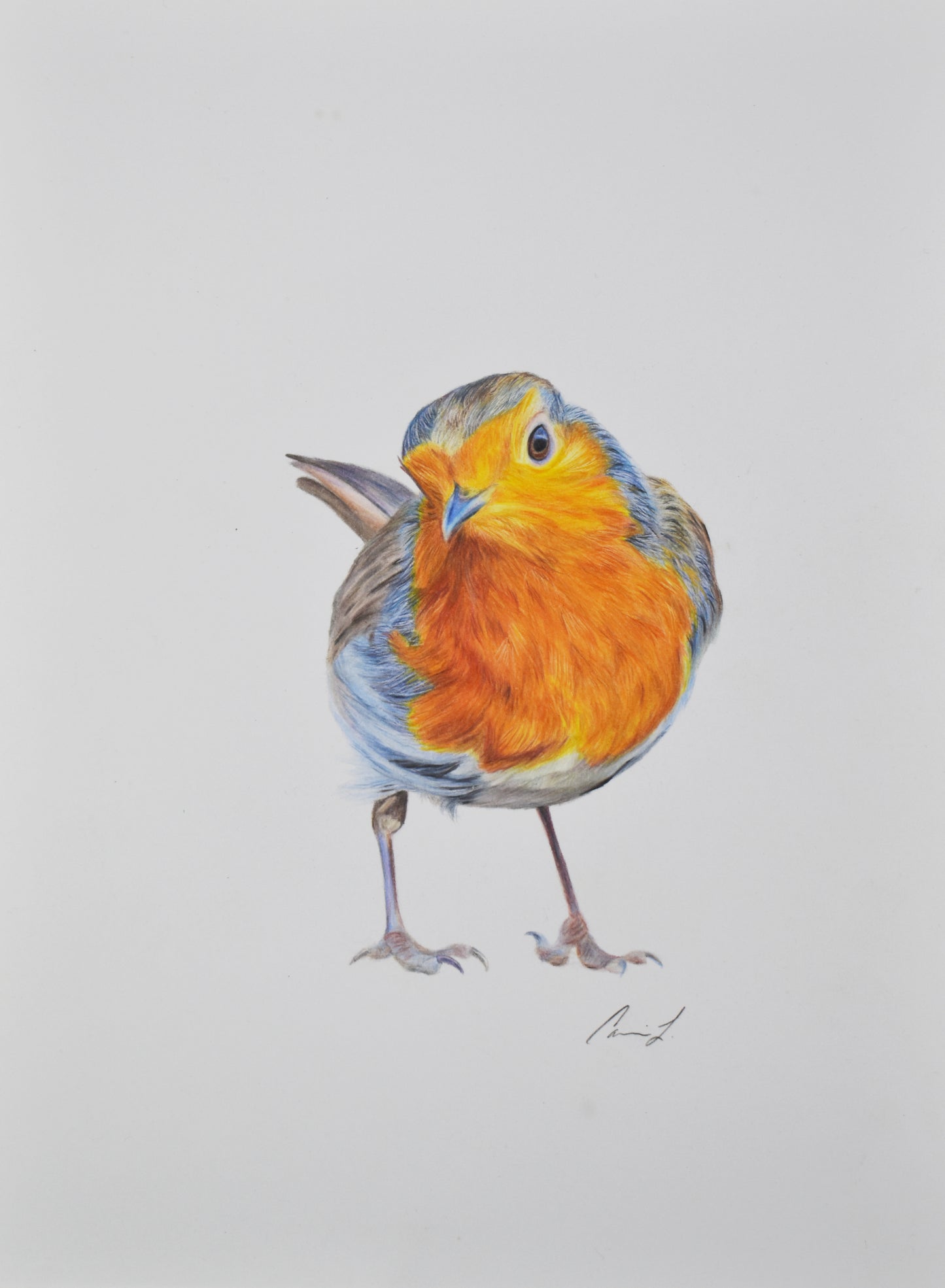 Sweet Little Robin original colored pencil drawing