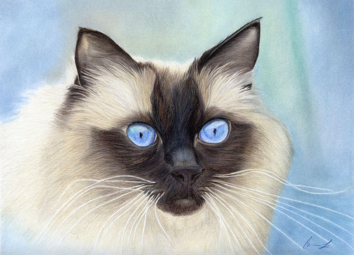 Siamese cat colored pencil drawing reproduction